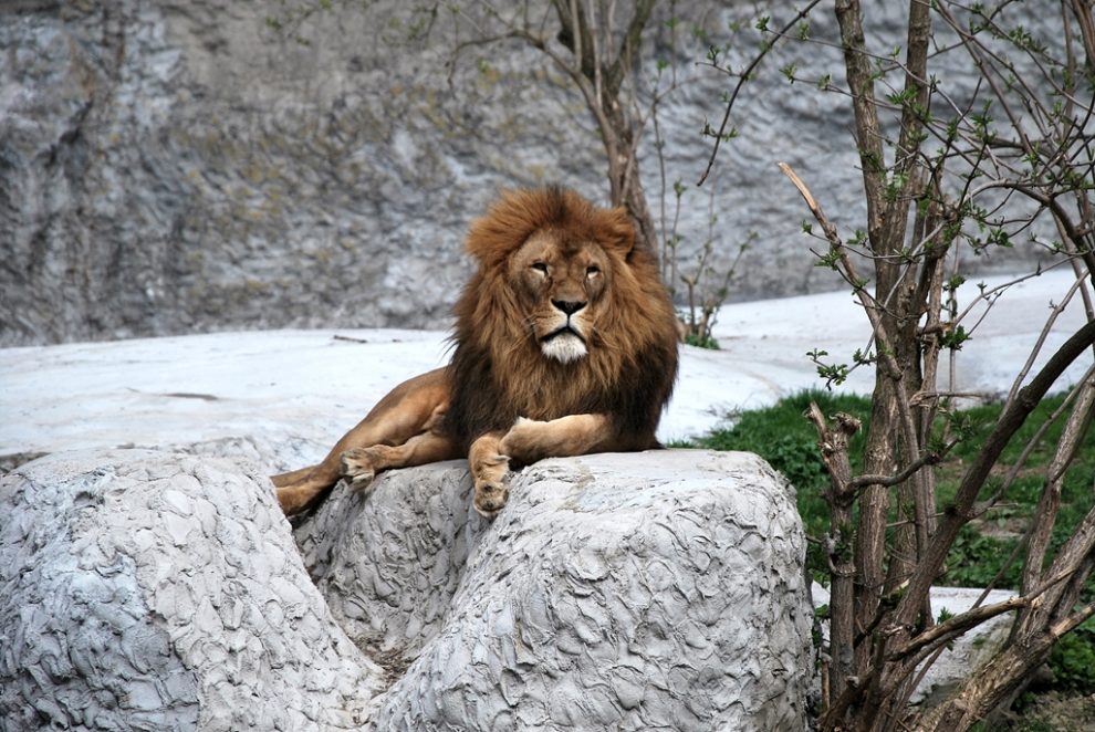 Lew w warszawskim zo