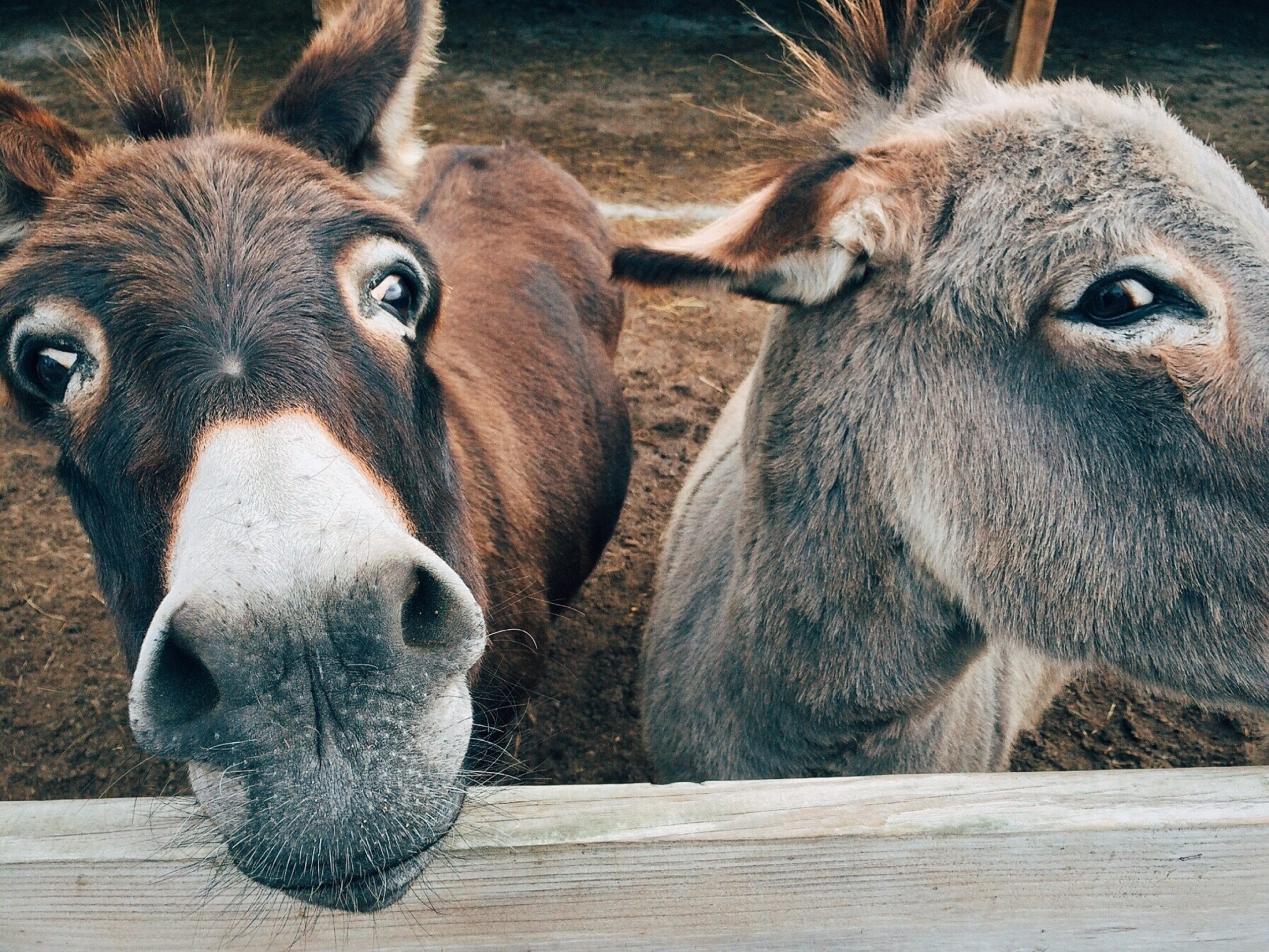 Czy ZOO dokona uboju zwierząt aby nakarmić cenniejsze gatunki?