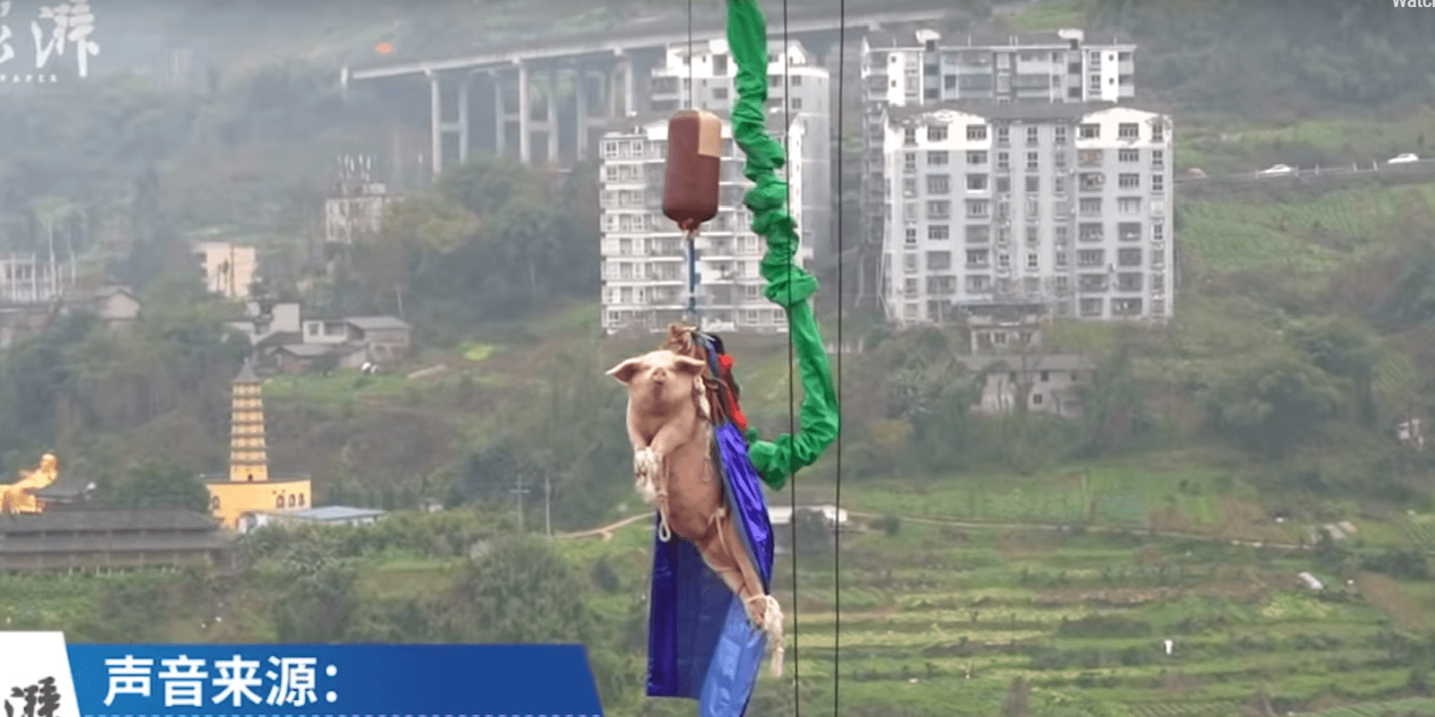 Taa, uhm, a świnie potrafią latać!