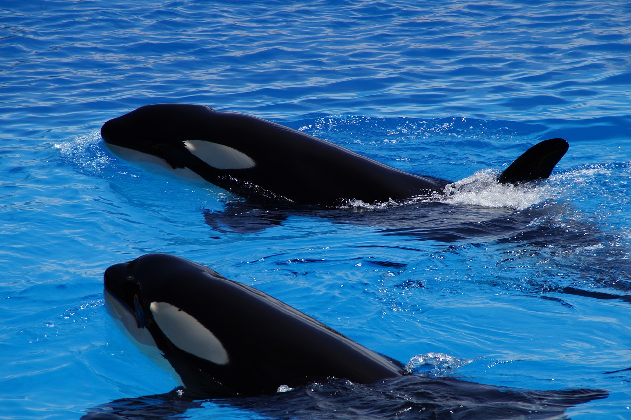 We Francji zamknięto kultowy park morski Marineland. Co stanie się z orkami?