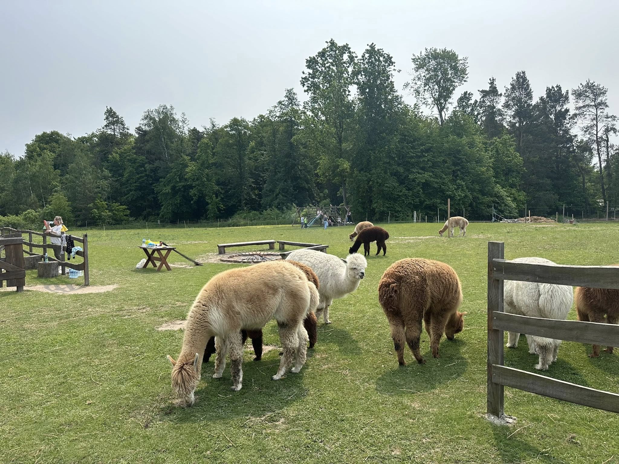 Alpakarnia Zielony Lasek, czyli zagroda turystyczna pomysłem na dobrą atrakcję?