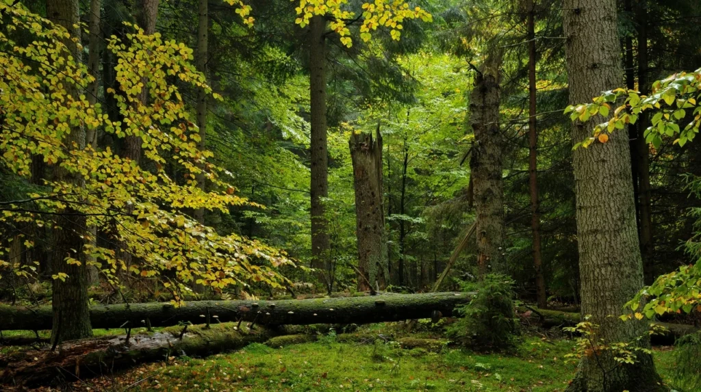 Roztoczański Park Narodowy z unijnym dofinansowaniem