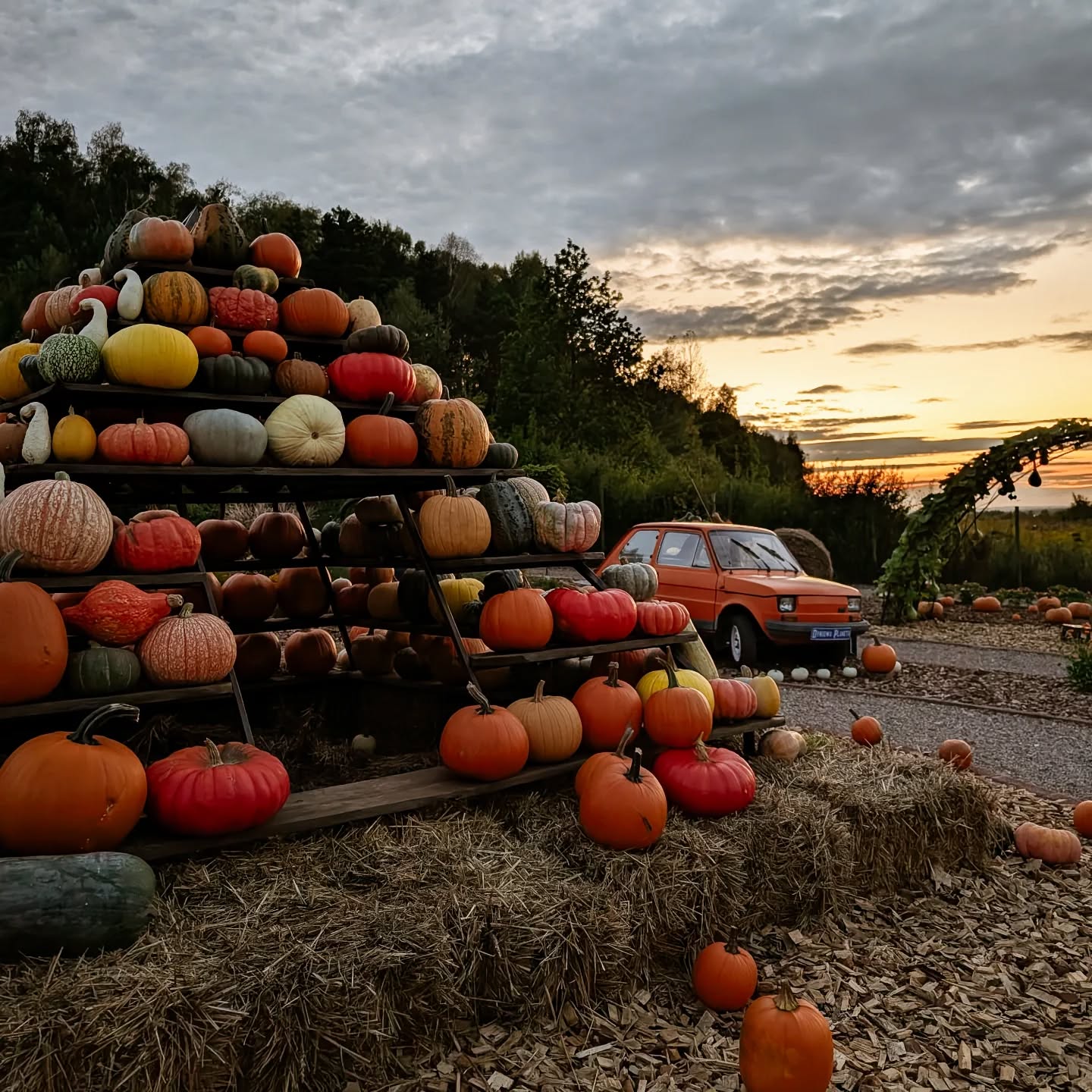 Kielce: Dyniowa Planeta rozpoczęła sezon. W ofercie ponad 200 odmian dyni