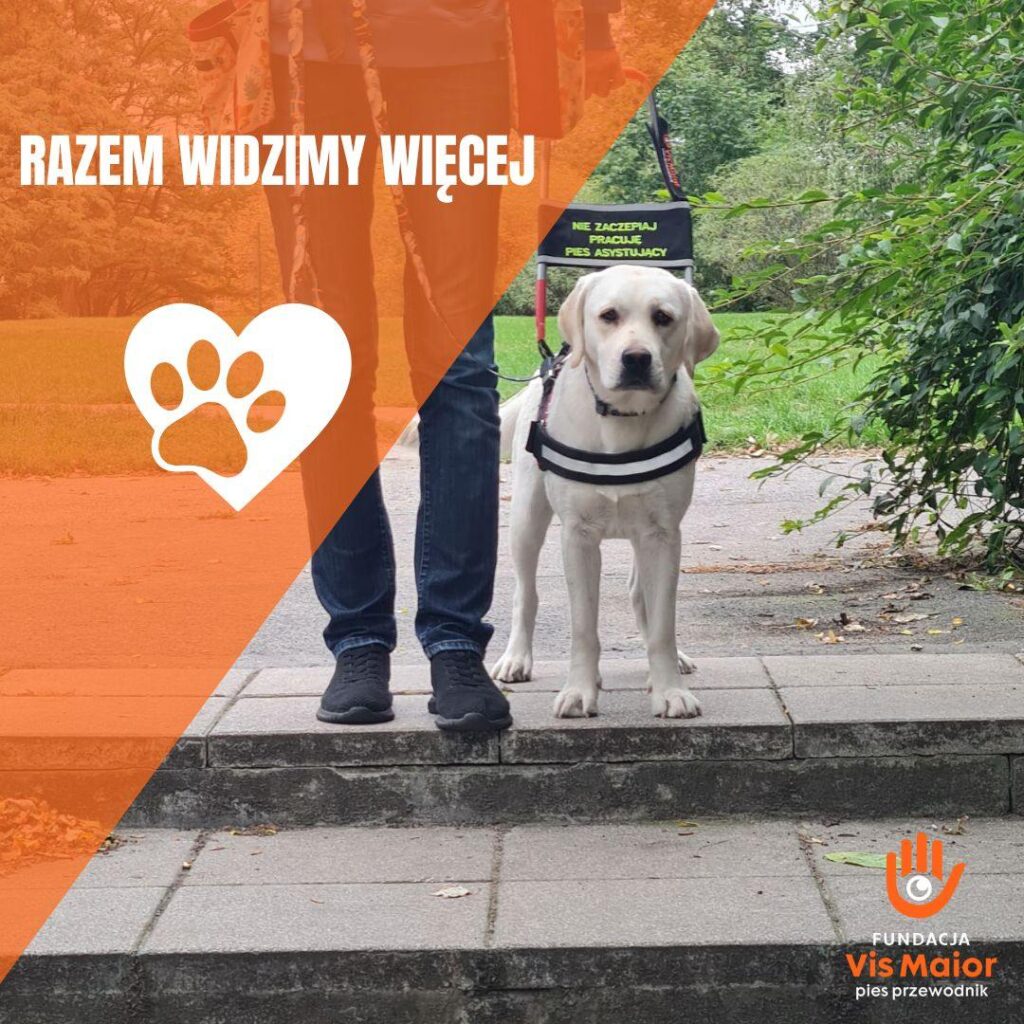 Vis Maior Pies Przewodnik
