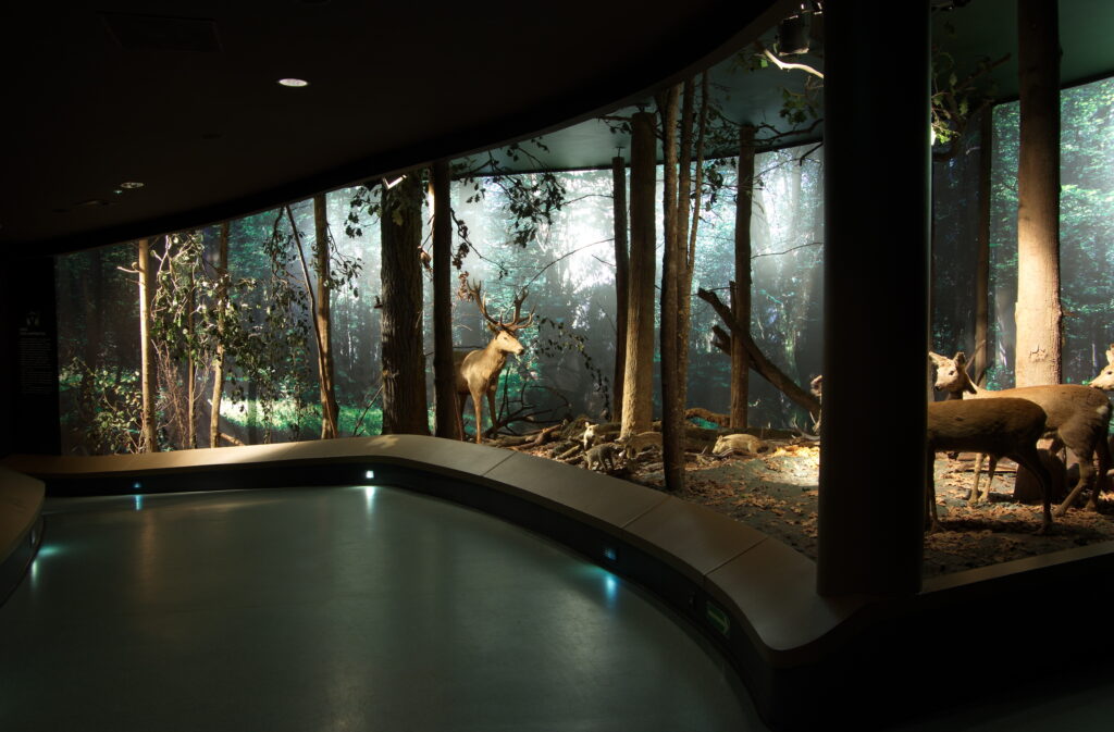 Białowieski Park Narodowy 