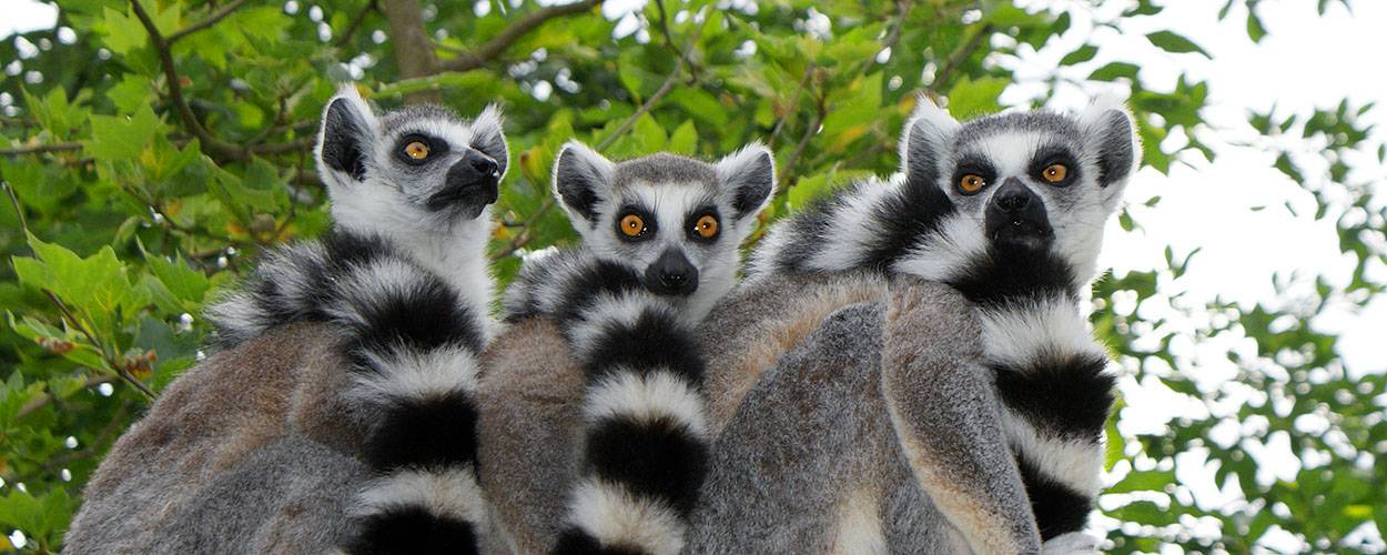 Zoo Opole powiększa się o nowe tereny na Wyspie Bolko