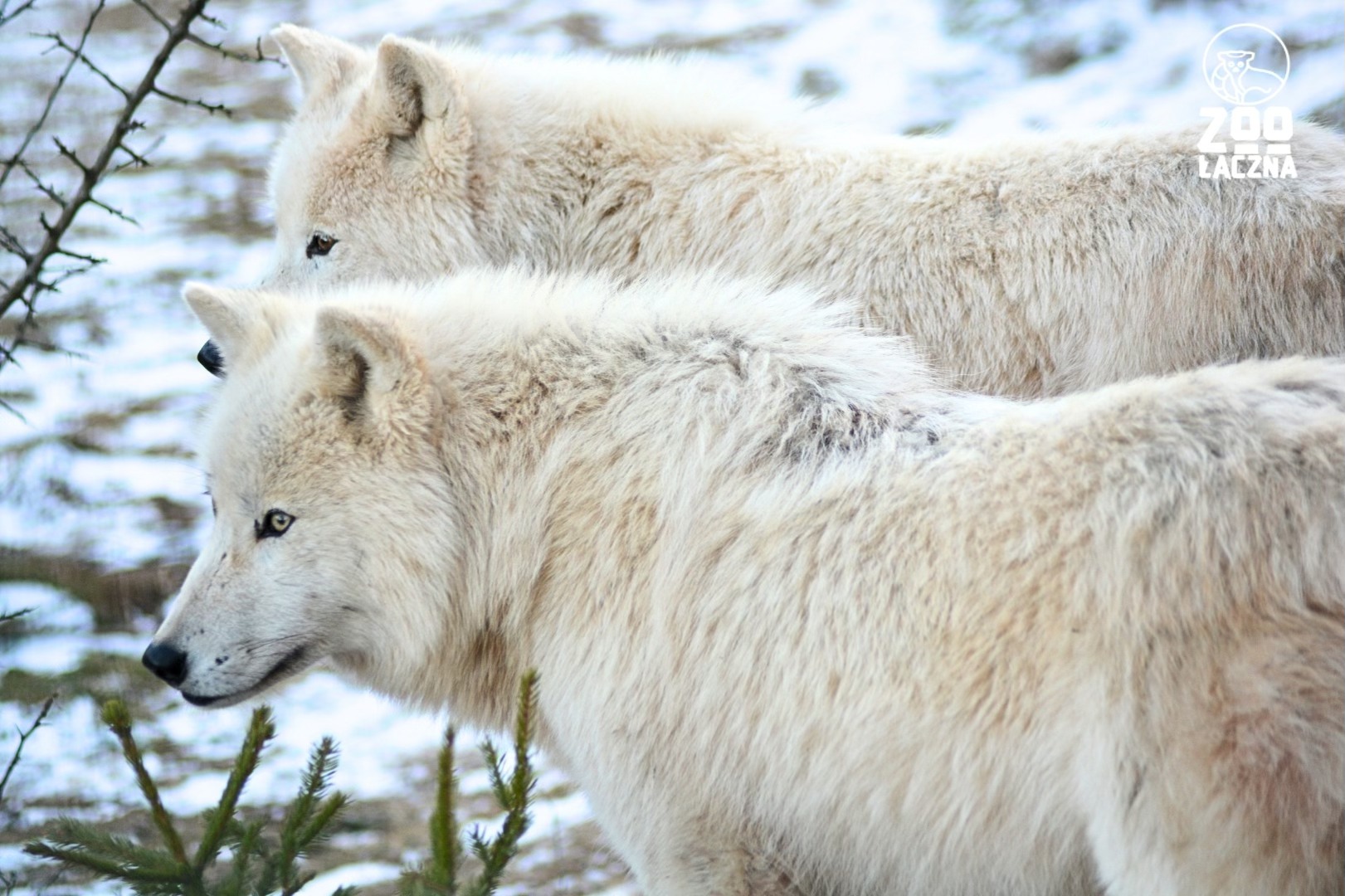 Kontrola policji w zoo w Łącznej. Dyrekcja wydała oświadczenie
