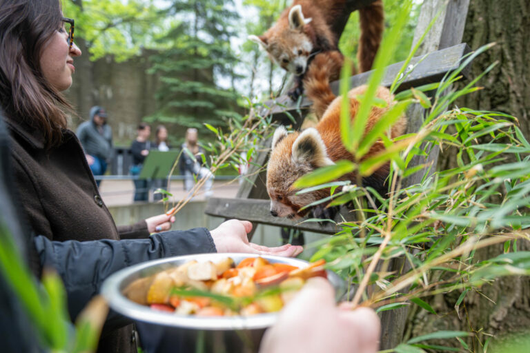 Łódzkie zoo uruchamia pakiety „BLIŻEJ”. Zwiedzający zajrzą za kulisy ogrodu zoologicznego