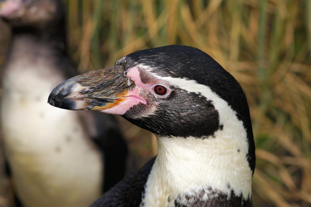 Nowy pawilon w Zoo Poznań