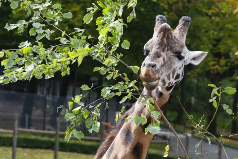 Kładka w krakowskim zoo