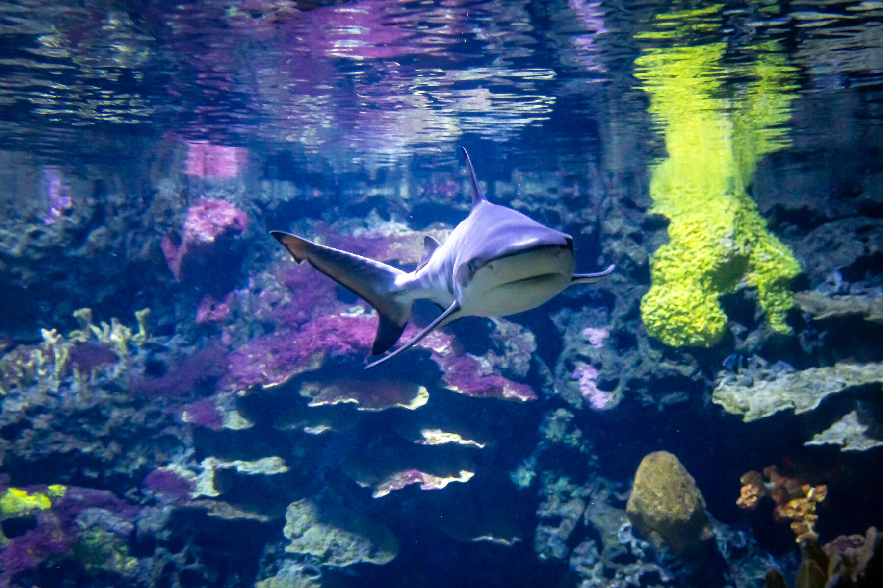 modernizacja Aquarium Berlin