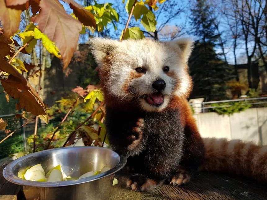 Dzień pandy rudej w zoo w Łodzi