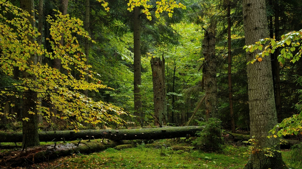 Roztoczański Park Narodowy