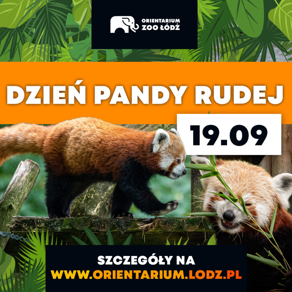 Dzień pandy rudej w zoo w Łodzi