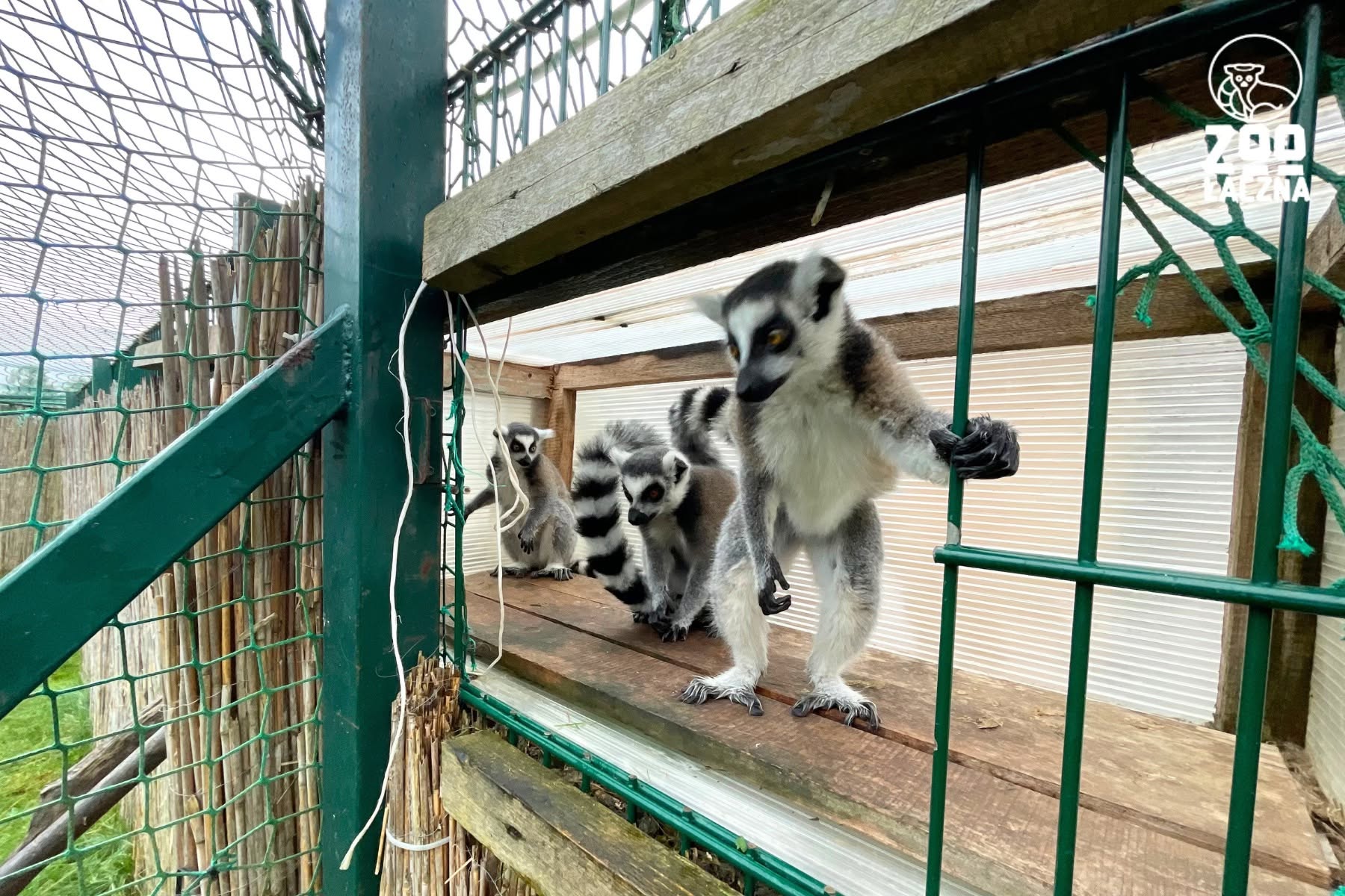 ZOO Łączna: pięć osób z zarzutami znęcania się nad zwierzętami. Śledczy badają sprawę